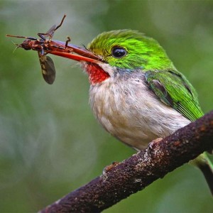 cropped-Background_Tody.jpg